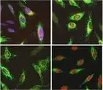 Thermo Fisher Scientific C10619 — 1 kitFor Обнаружение апоптоза in situ Click-iT Plus TUNELDetection набор