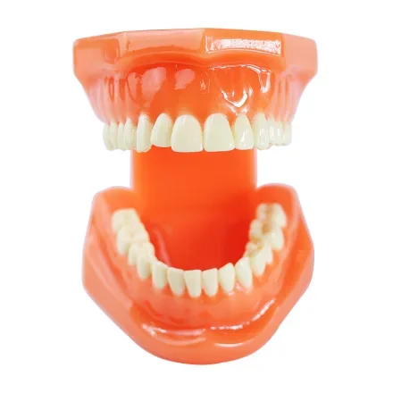 Стоматологический Устное обучение Teeth Детская модель стоматологический Модель стоматологический Учебные пособия Ортодонтия Имплантация Стоматология Модель общения врача с пациентом