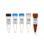 Thermo Fisher Scientific 11732020 — 100 реакций SuperScript III Платиномоновый пошаговый метод qRT-PCRReagent тестовый набор
