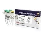Thermo Fisher Scientific ER0725 — 3000 единиц BclI (10 ед./мкл)