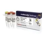 Thermo Fisher Scientific ER0912 — 5000 единиц VspI (AseI) (10 ед./мкл)