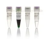 Thermo Fisher Scientific FD1744 — Thermo Фишер 50 реакций FastDigest BveI
