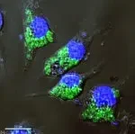 Thermo Fisher Scientific P35365 — 5 x 1 мг для выявления фагоцитоза pHrodo Зеленый Зимозан BioParticlesconjugate